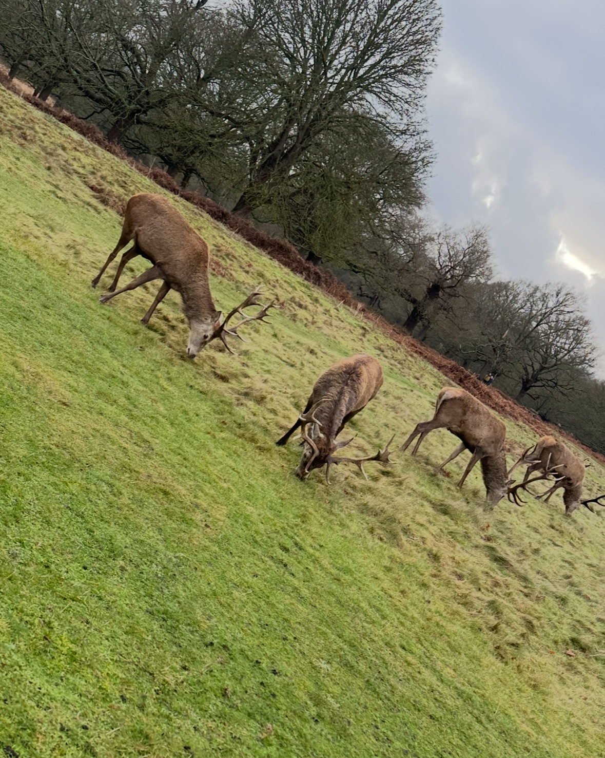 IMG_2518.jpeg