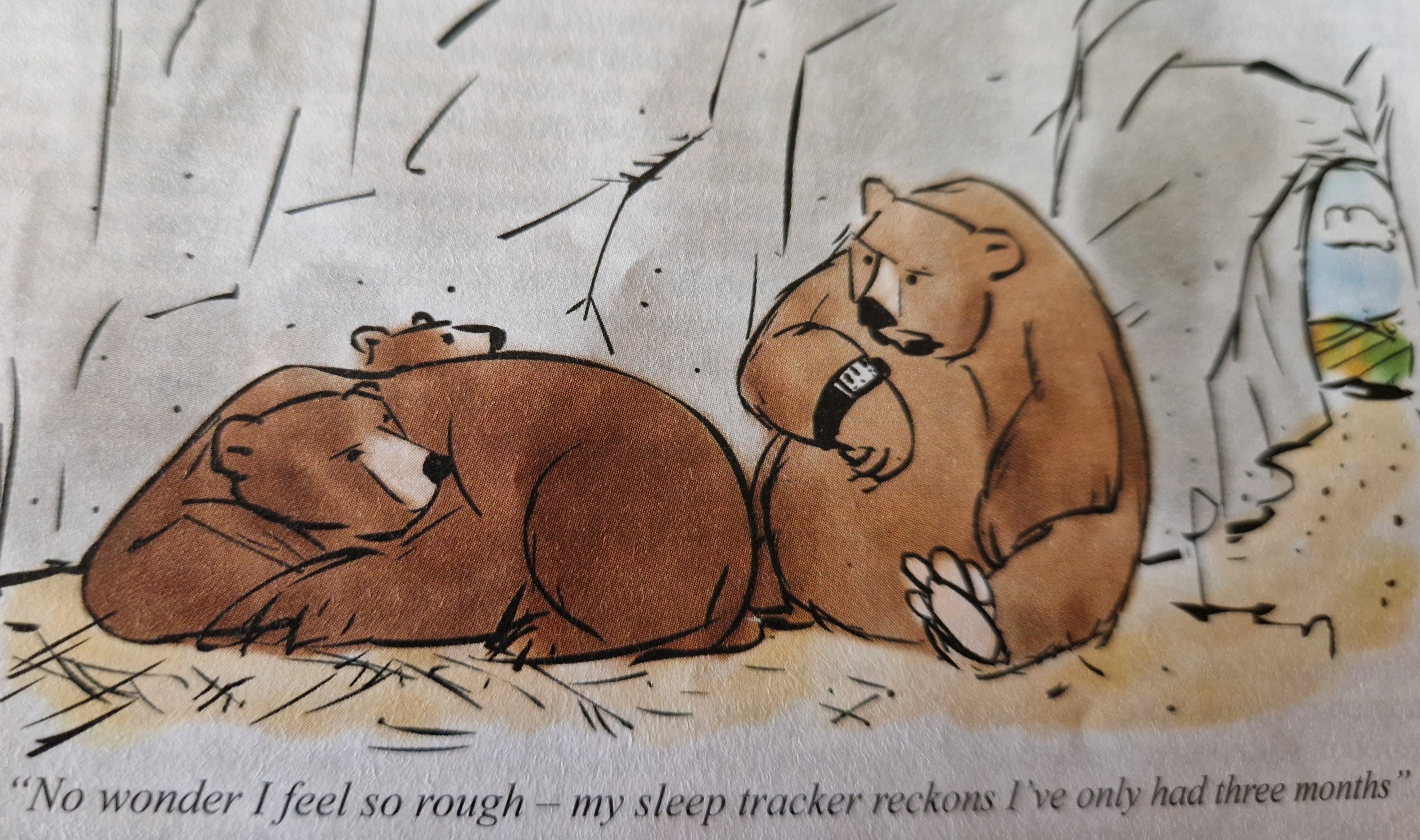 bears.jpg