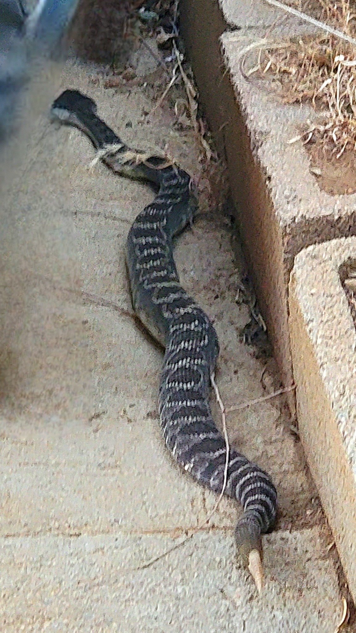 Rattler1ab.jpg