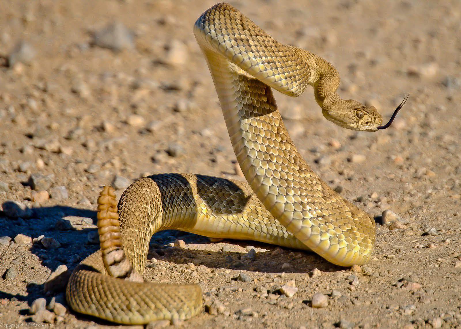 Rattler1ac.jpg
