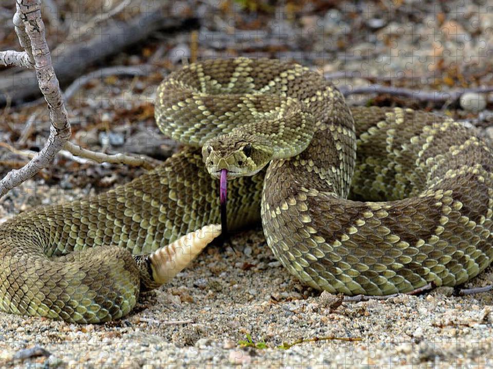 Rattler1ad.jpg