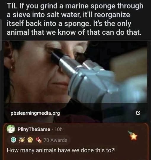 sponge.jpg