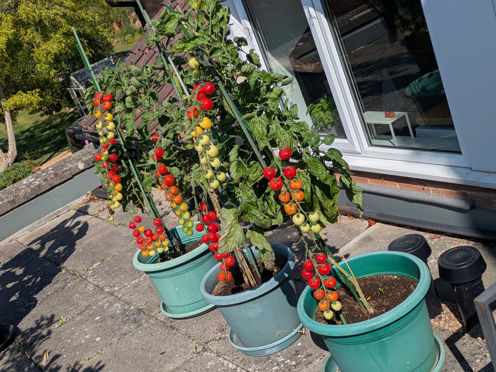Tomatoes.jpg