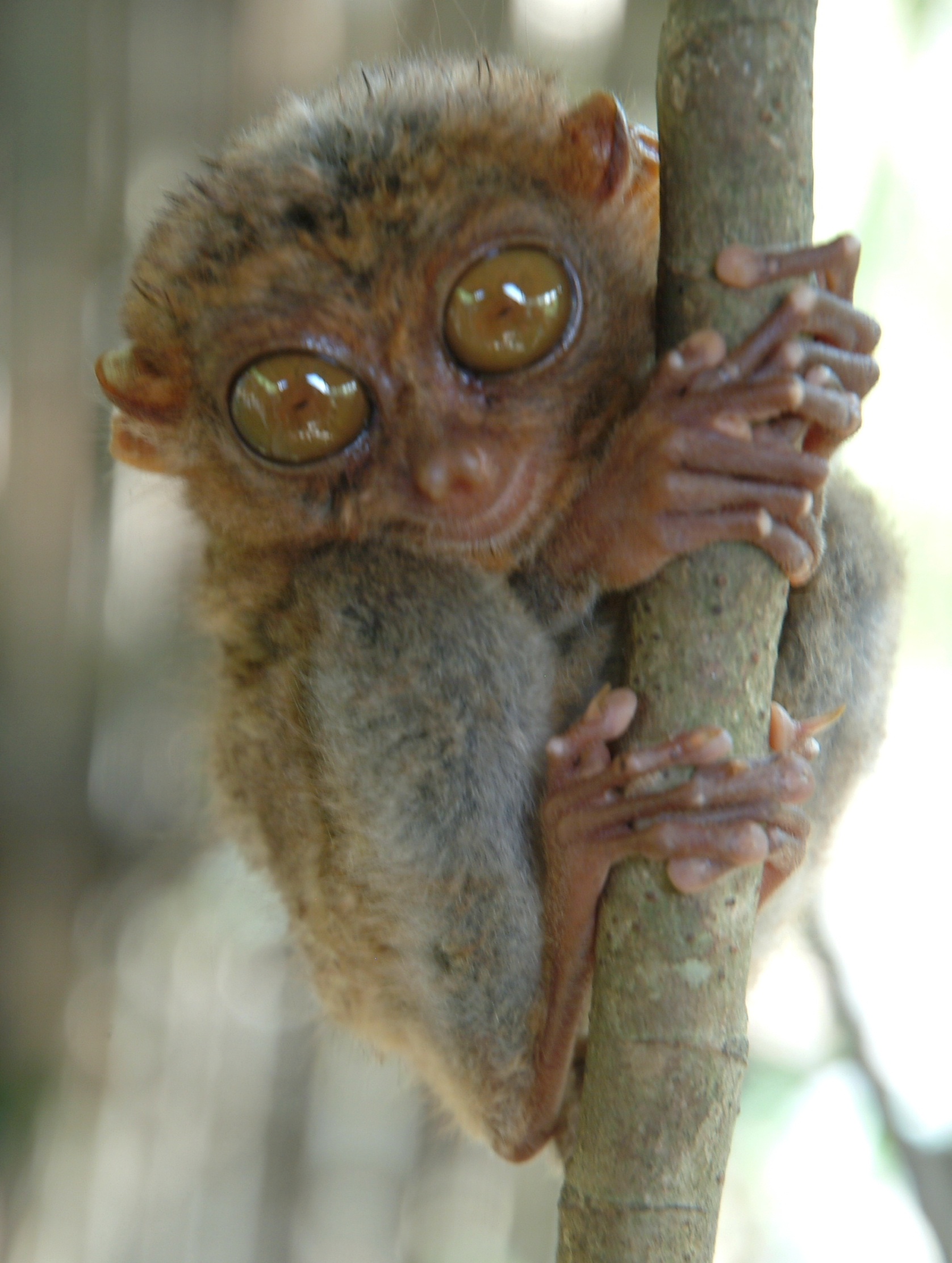 Tarsier.JPG