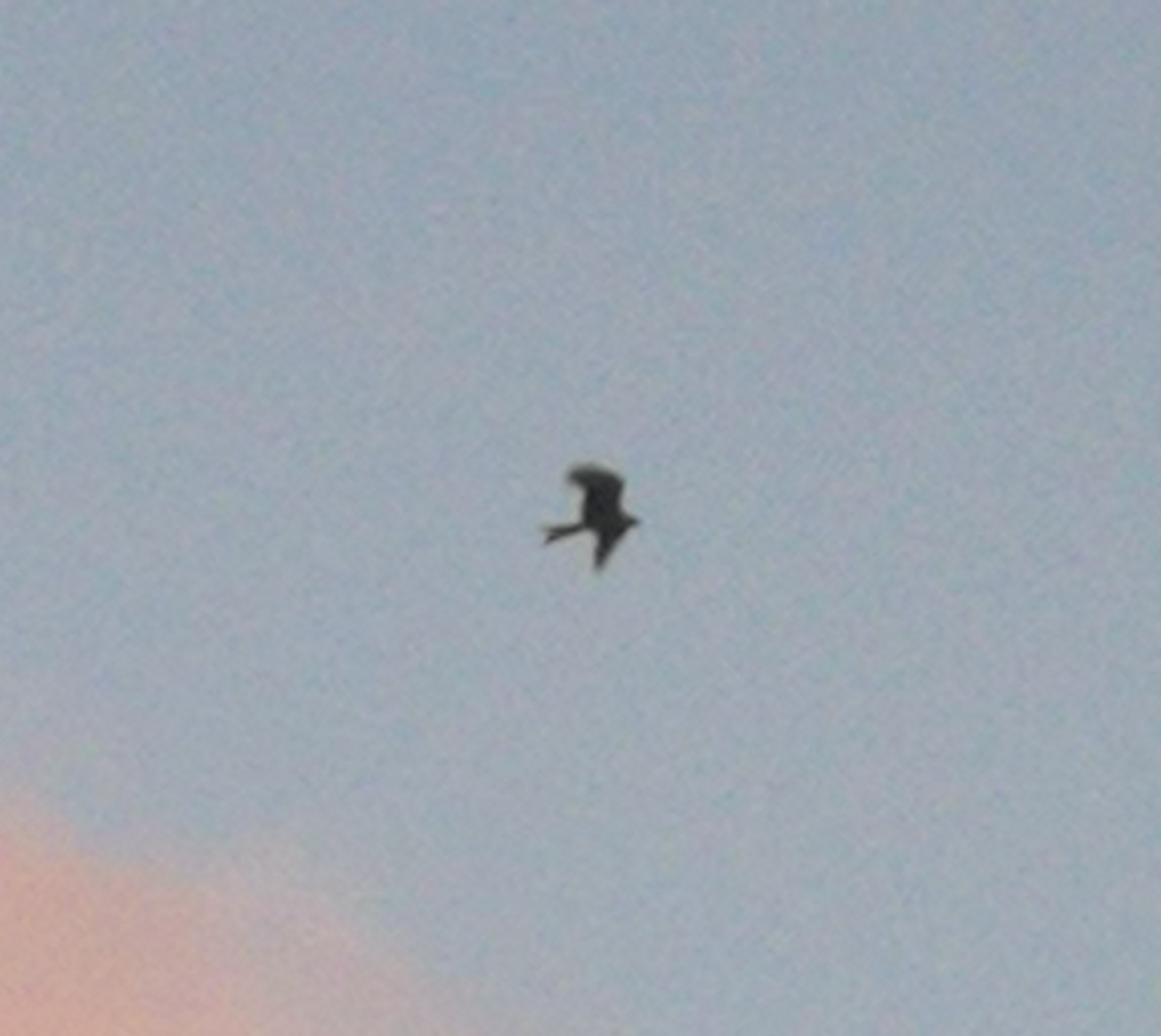 IMG_20251024_191410.jpg