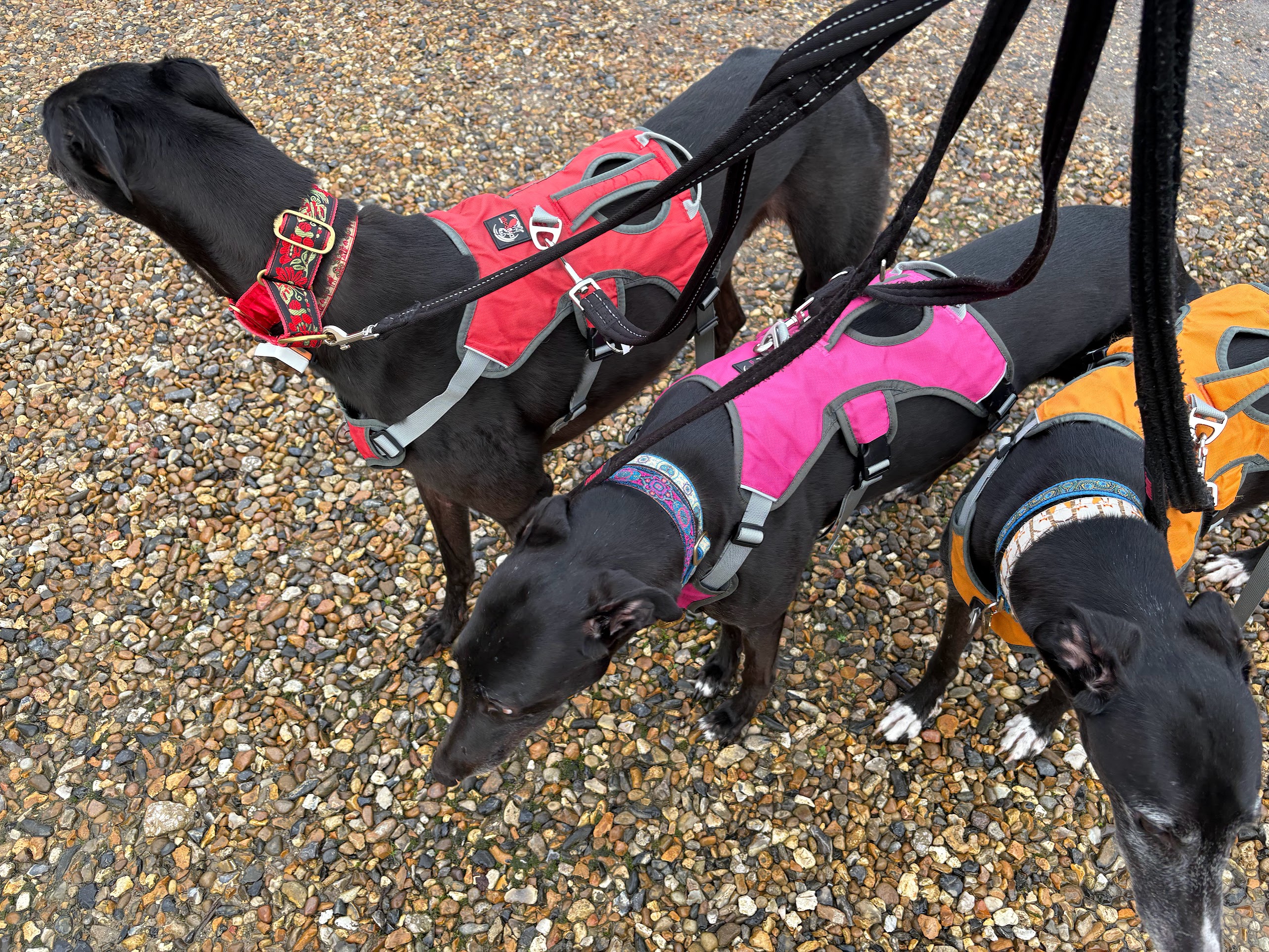 dogs2.jpg