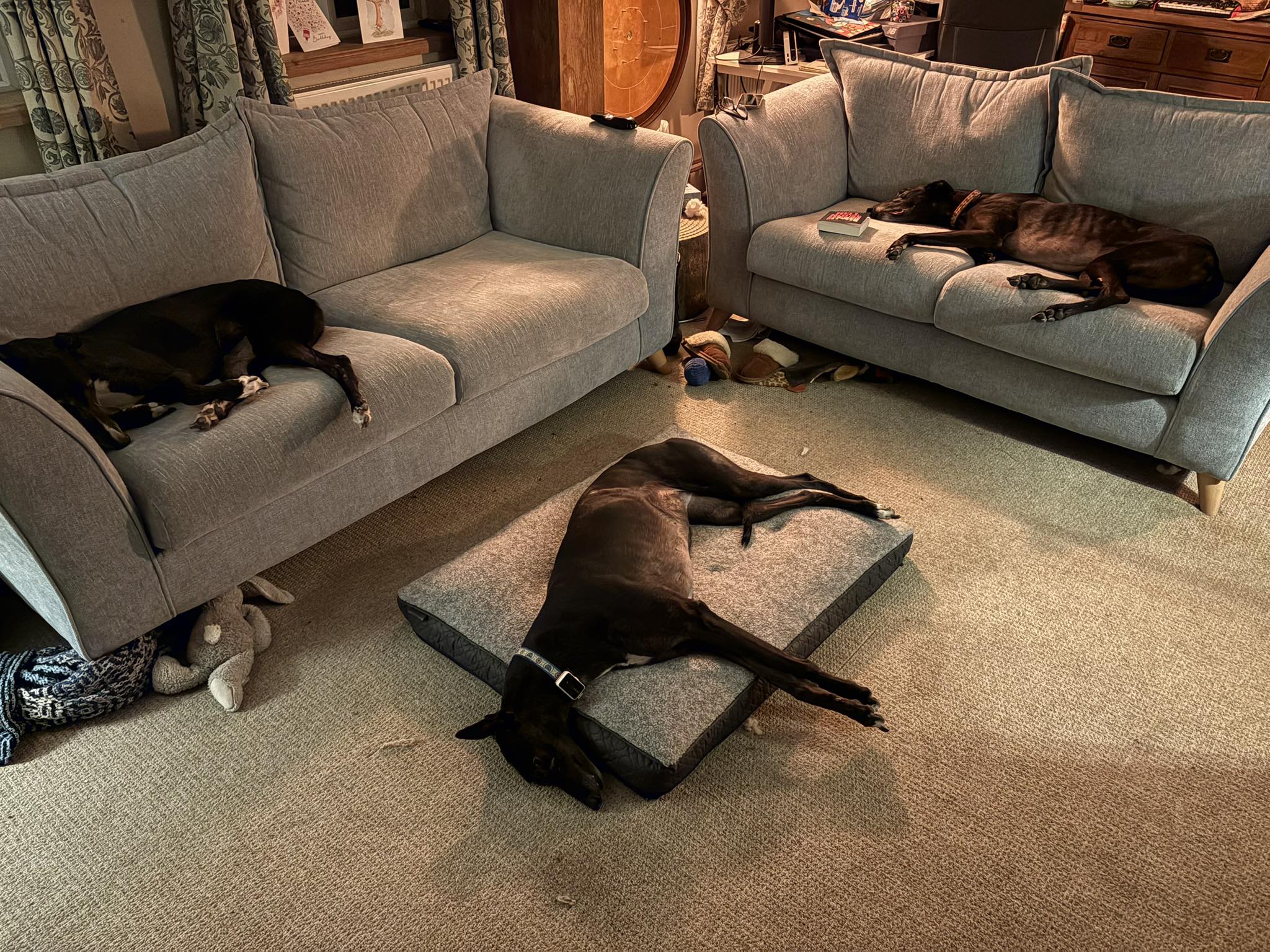 dogs1.jpg