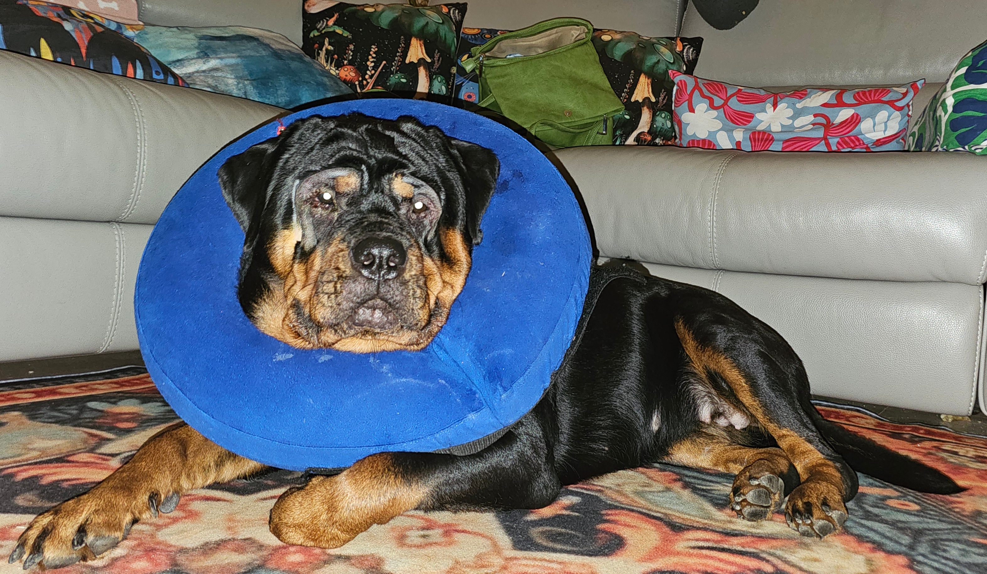 pooch2.jpg