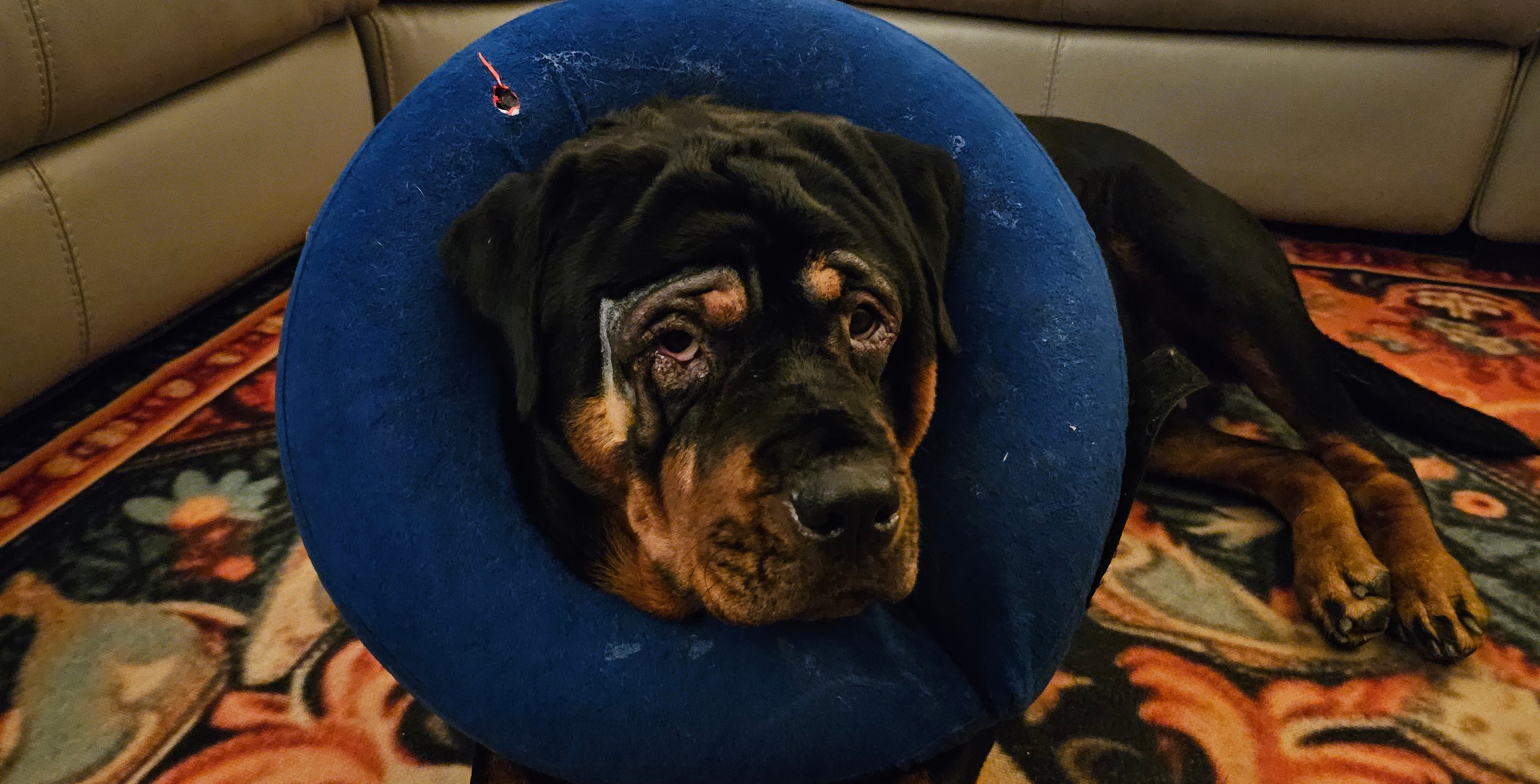 Pooch1.jpg
