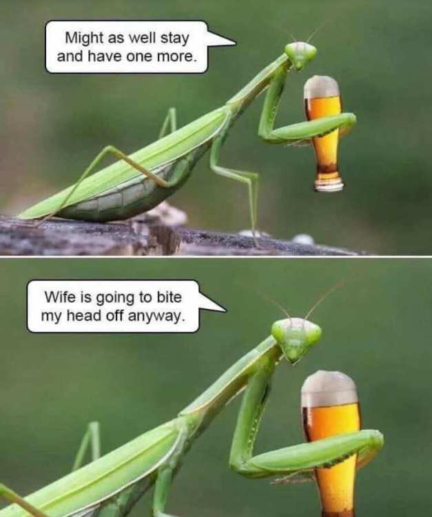 mantis.jpg