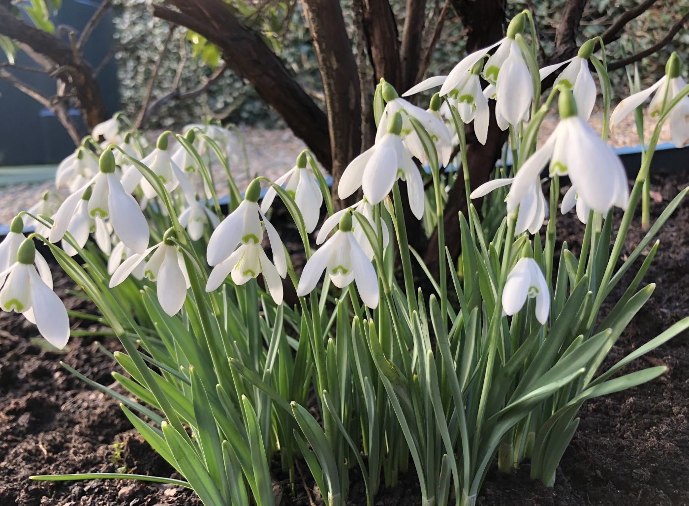 snowdrops.jpg