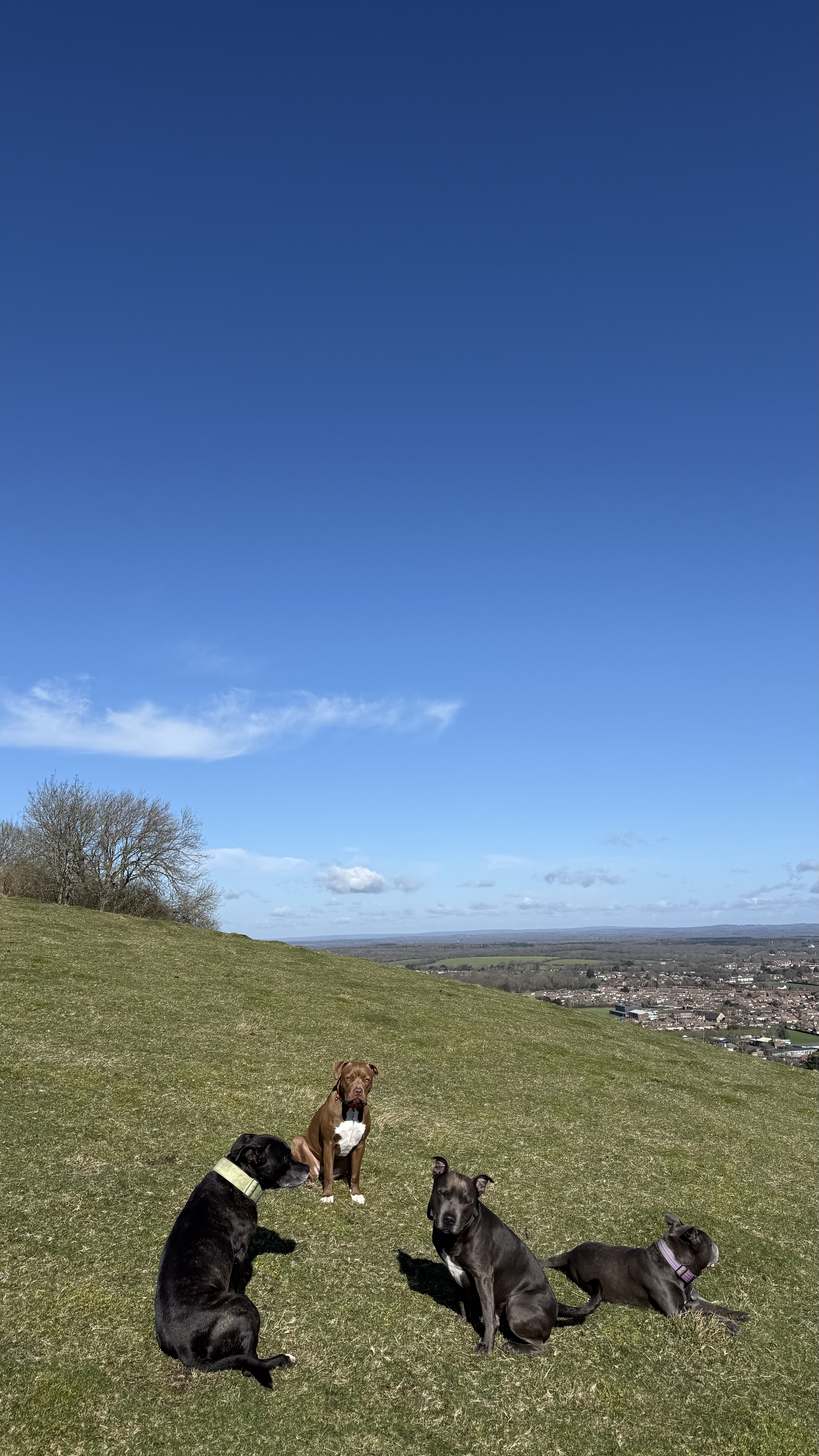 IMG_6185.jpeg