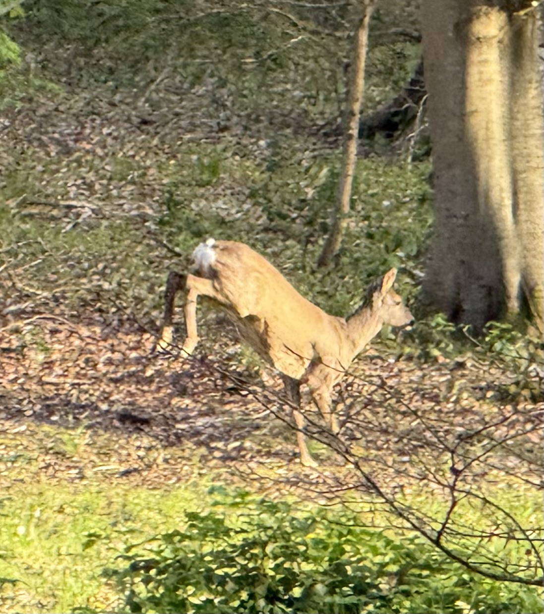 IMG_6478.jpeg