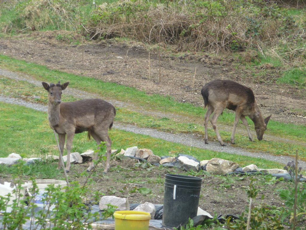 Easter Sunday visitors.jpg