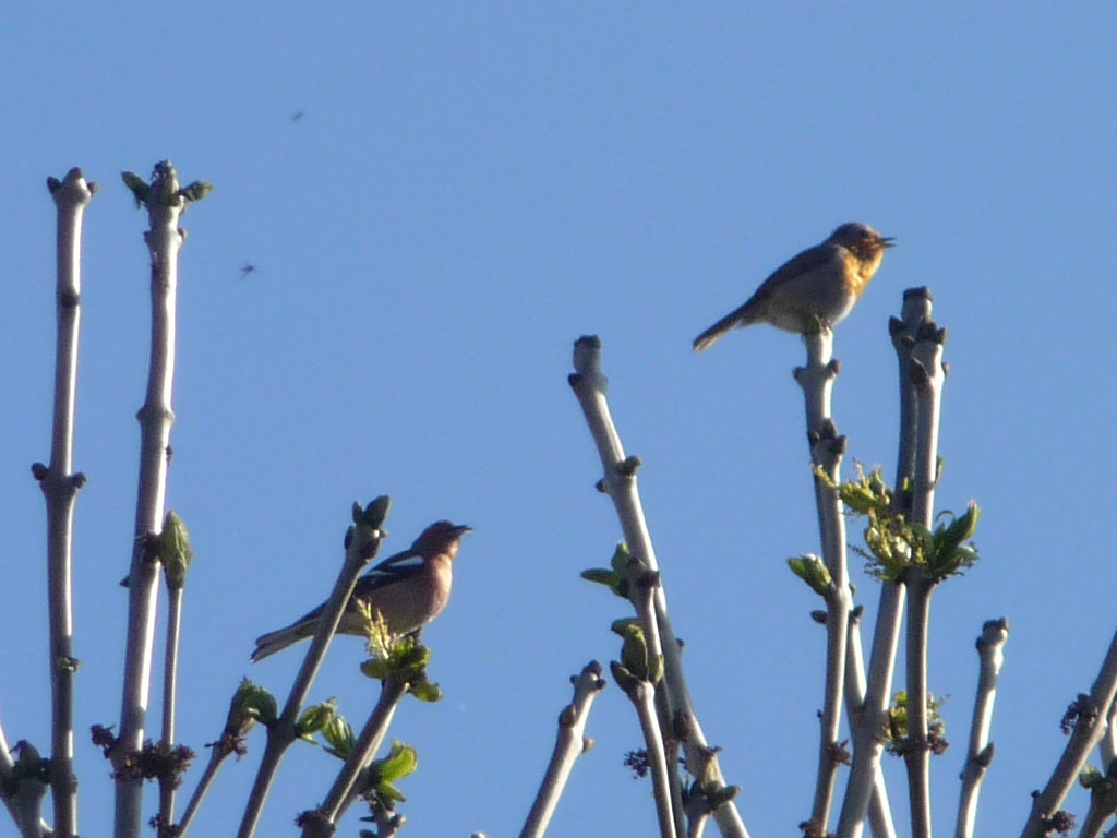 Robin and Chaffinch.jpg