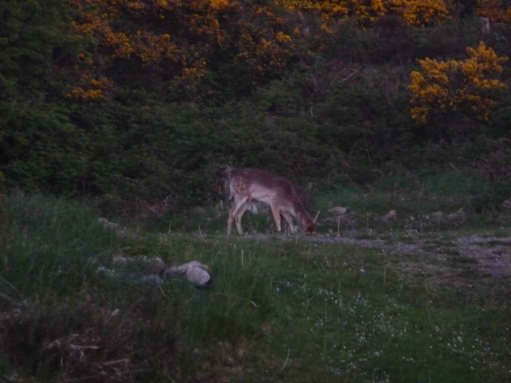 Fallow Deer.jpg