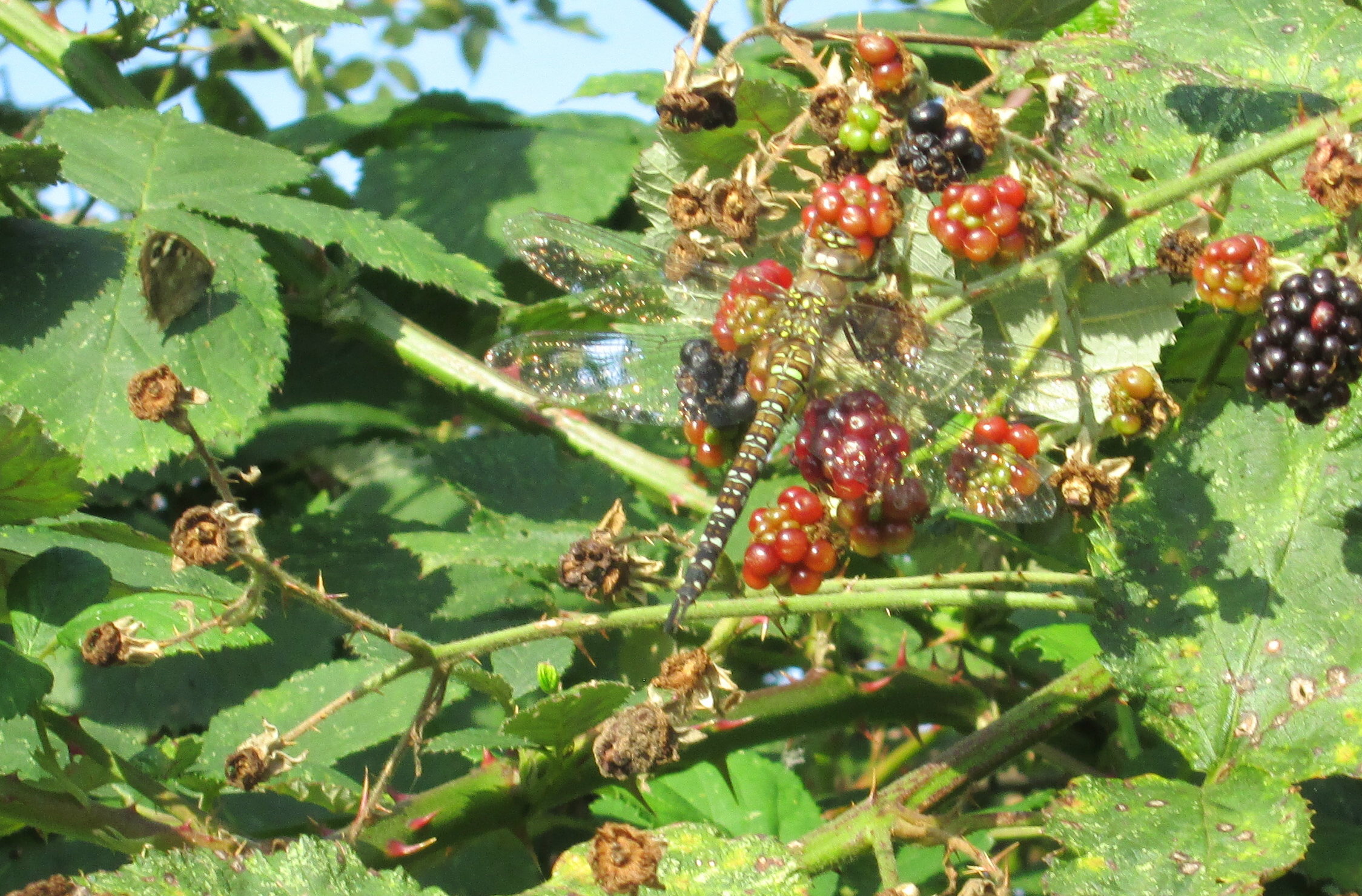 dragonfly, brown .jpg