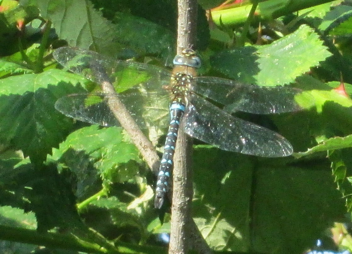 dragonfly, blue.jpg