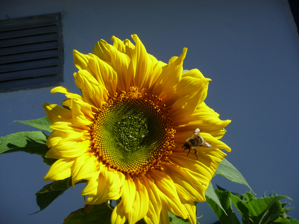 Sunflower and Bee.jpg