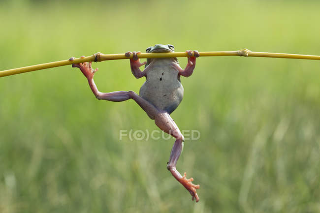 Frog.jpg