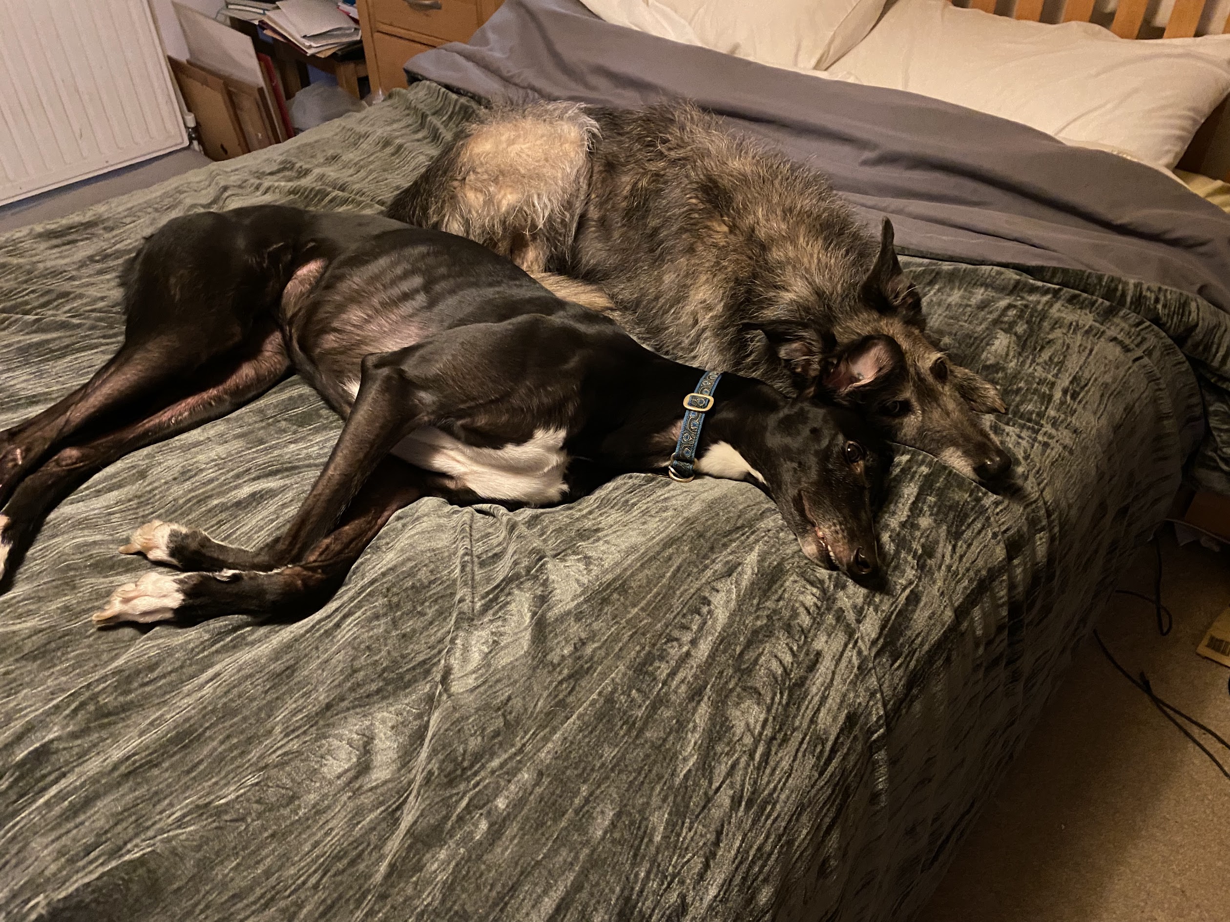 dogsonbed.jpeg