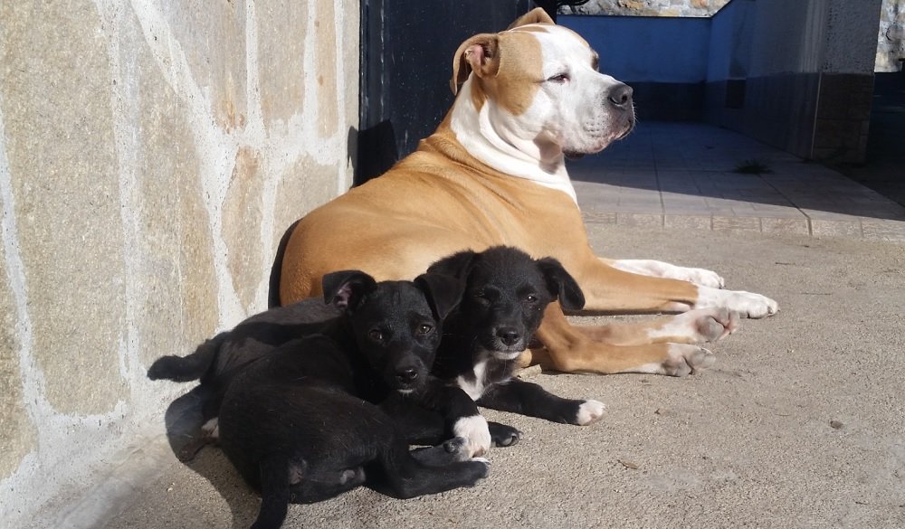 in sun with pups.jpg