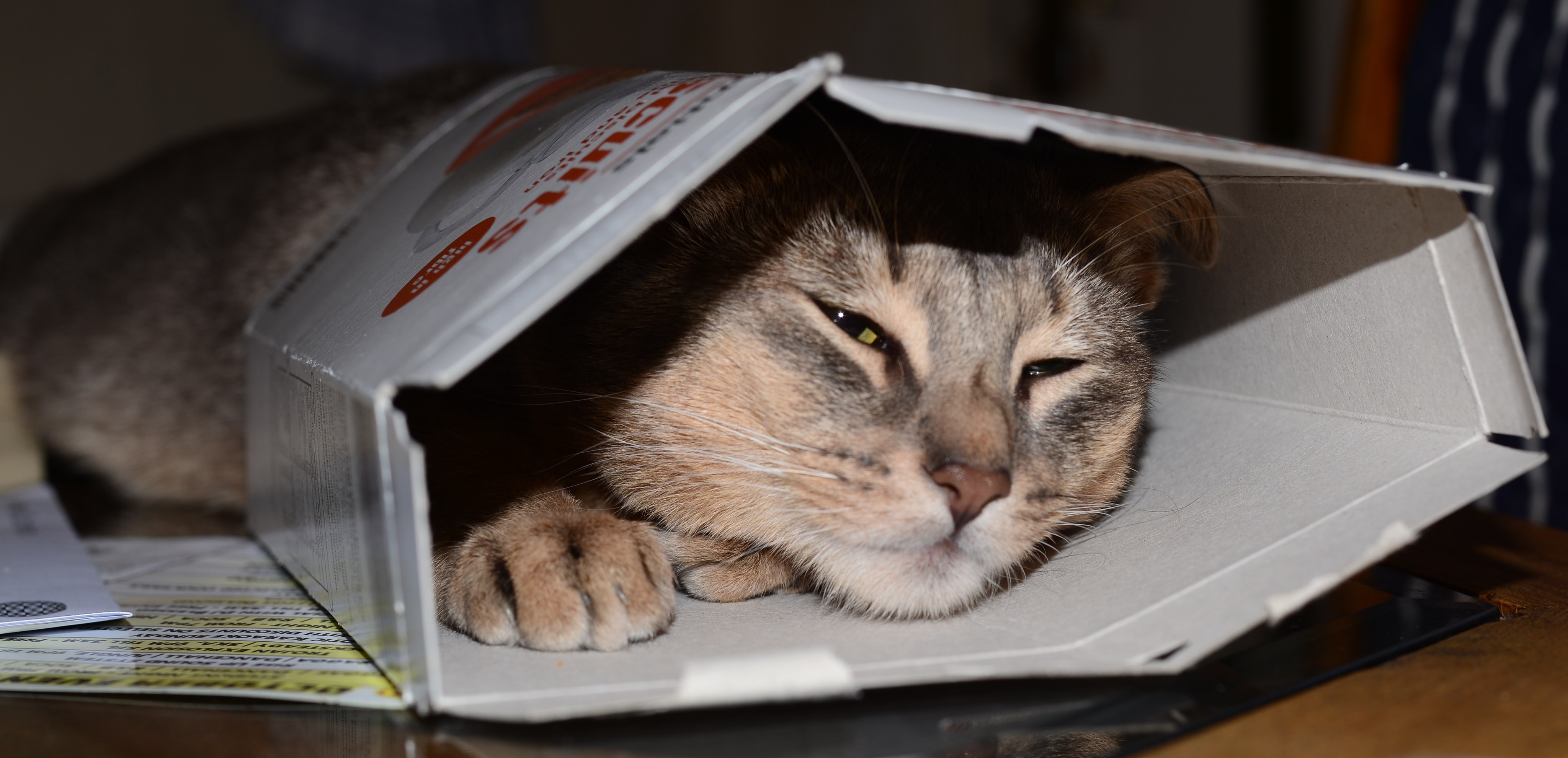 Catinabox.jpg