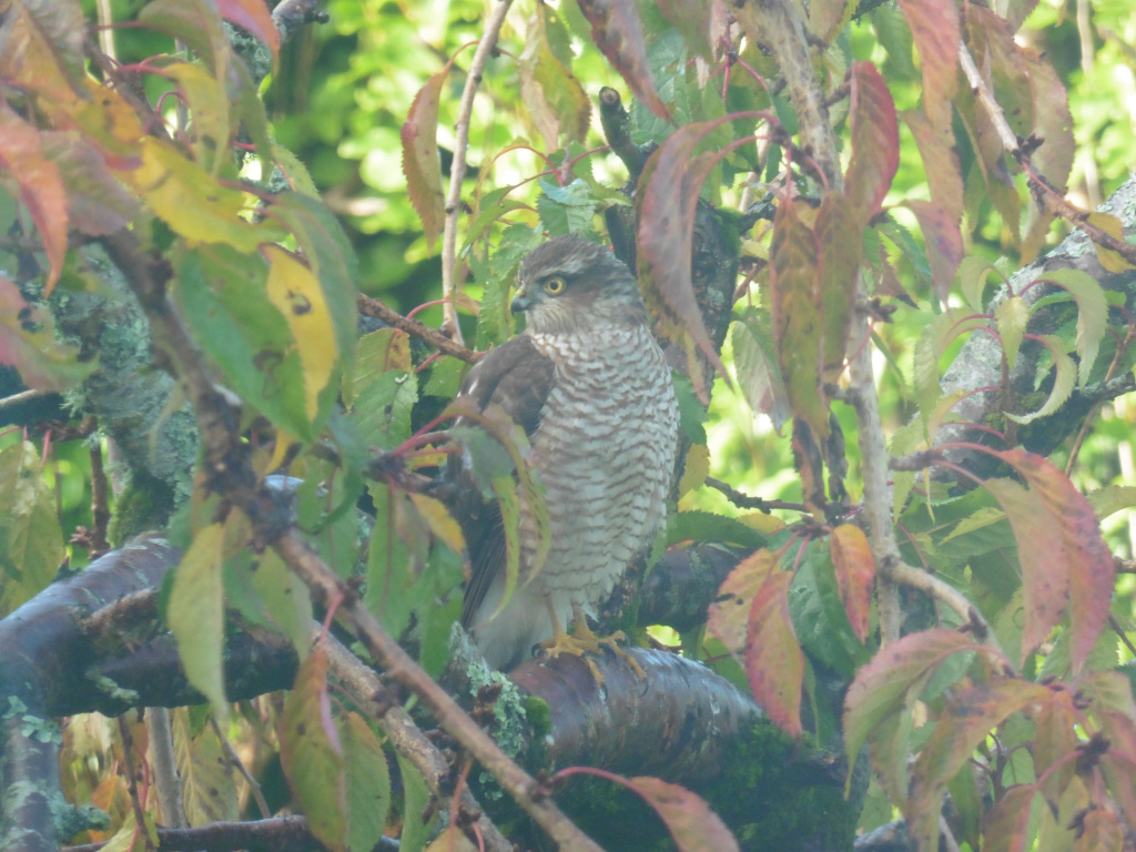 Sparrow Hawk 231110.jpg