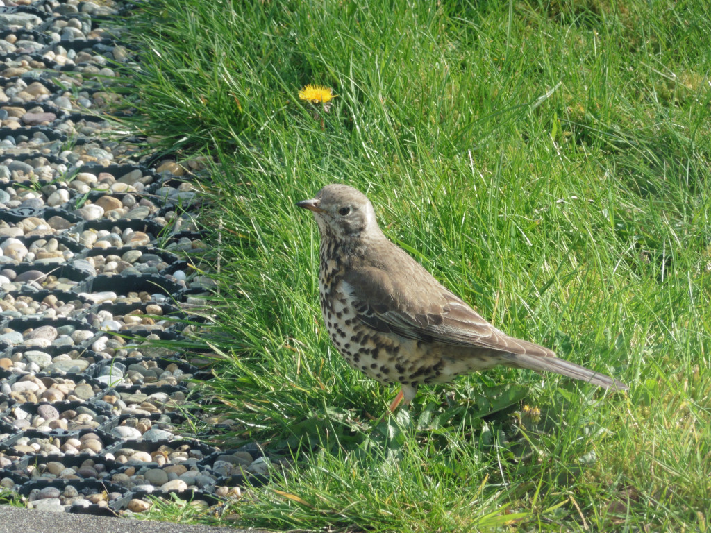 Mistle Thrush.jpg